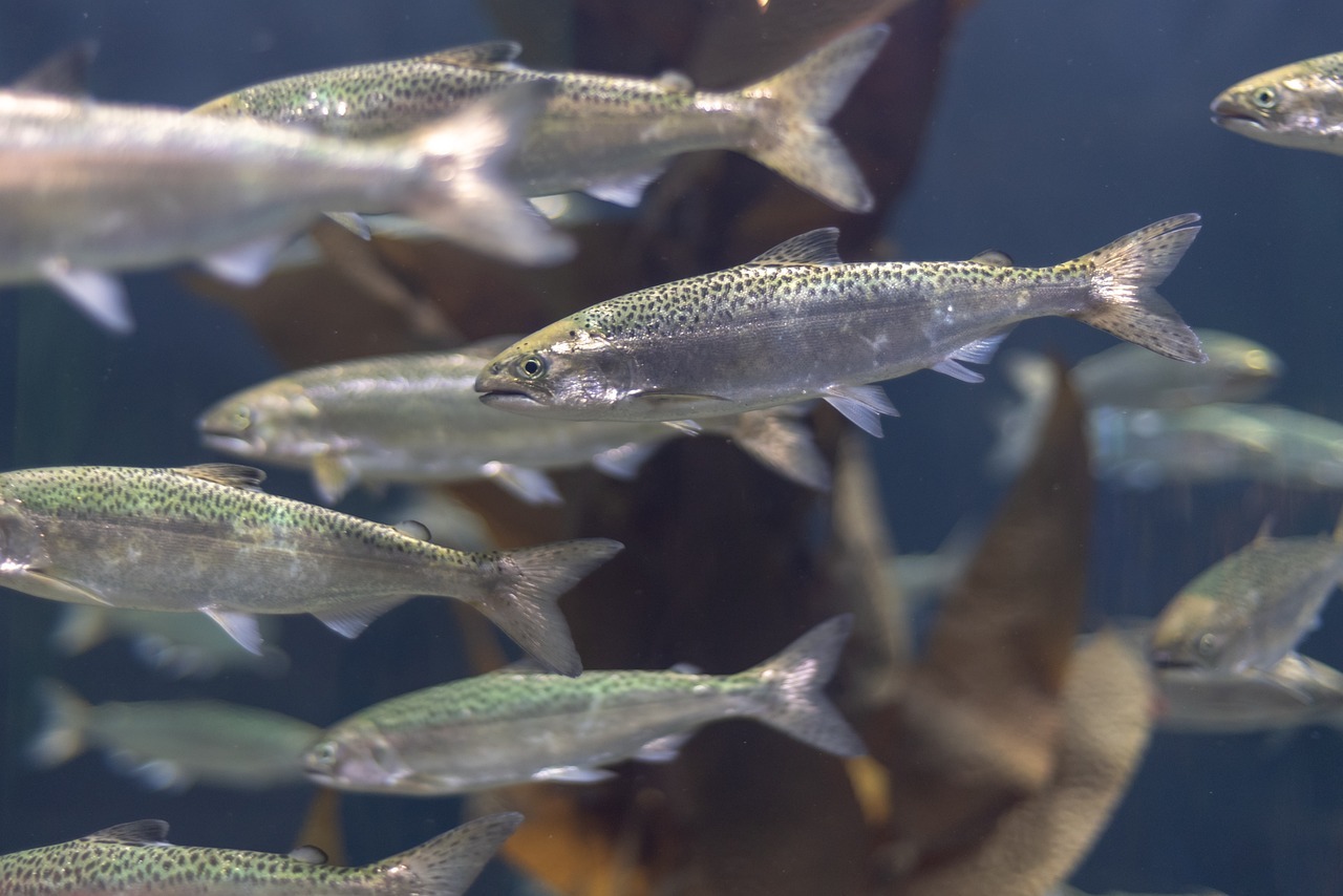 Acuicultura