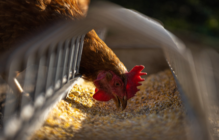 Pollo