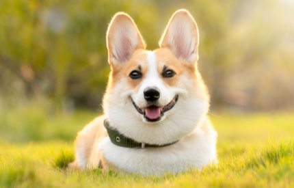 Perro